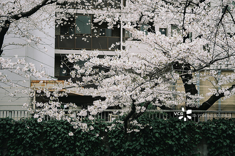 东京春季盛开的樱花图片素材