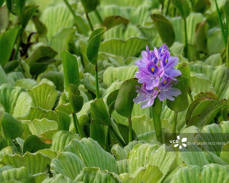 盛开的凤眼蓝图片素材