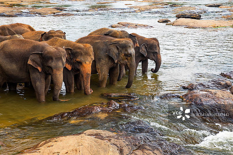 丛林河流中的象群，斯里兰卡品纳瓦拉大象孤儿院图片素材
