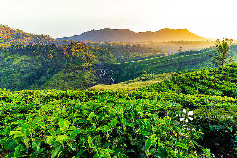 斯里兰卡努瓦拉埃利亚日出时的茶园图片素材