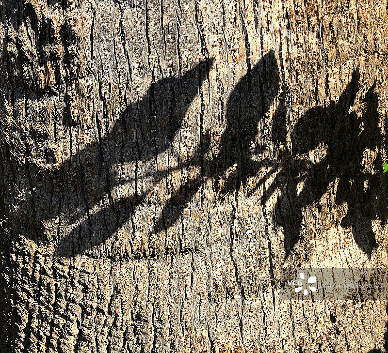 树的纹理图片素材