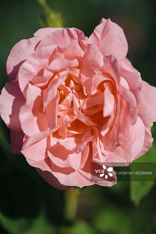 达代斯山谷的玫瑰采摘节图片素材