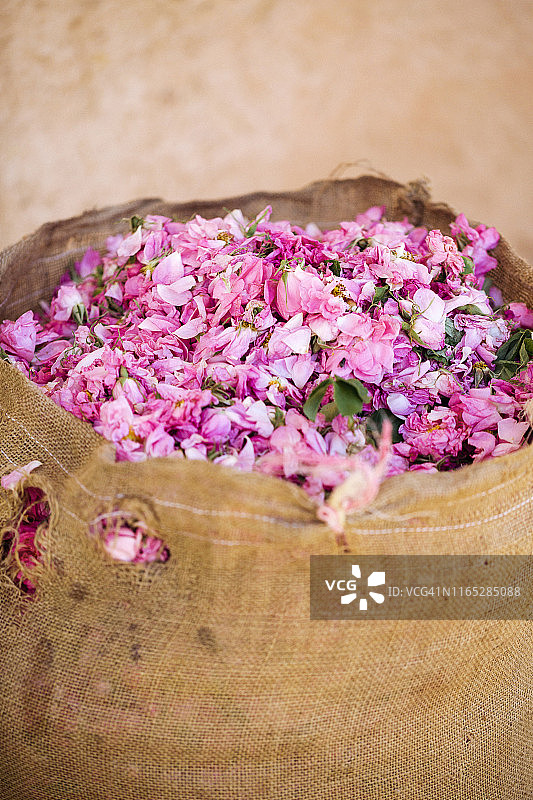 达代斯山谷的玫瑰采摘节图片素材