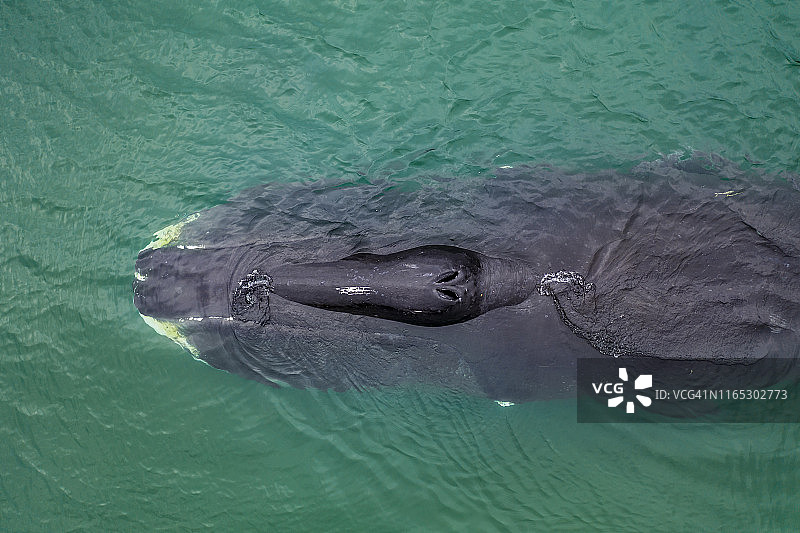 鄂霍次克海弓头鲸头部超近距离航拍，俄罗斯图片素材