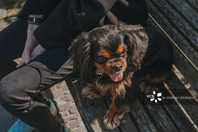 阳光明媚的日子里坐在长凳上的查理士王小猎犬图片素材
