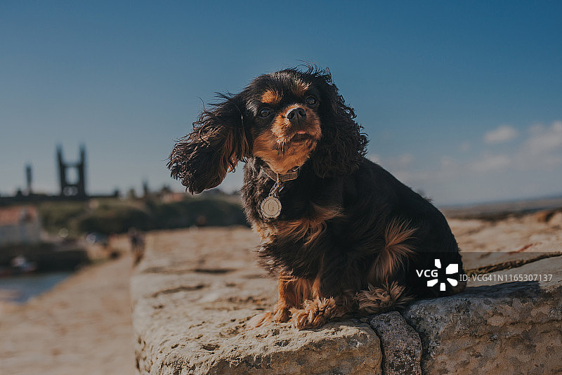 在苏格兰圣安德鲁斯码头上的一只查理王小猎犬图片素材