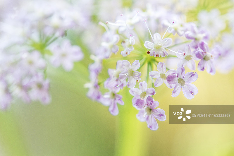 美丽的伞形花，胡萝卜，阿密玛祖斯，安妮女王的花边图片素材