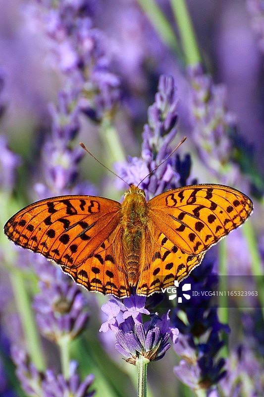 银洗蛱蝶图片素材
