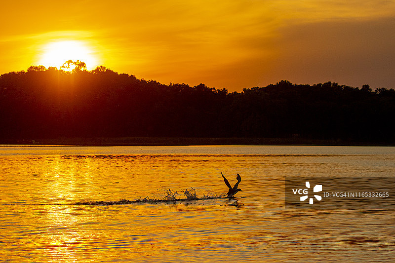 日落时起飞的普通潜鸟图片素材