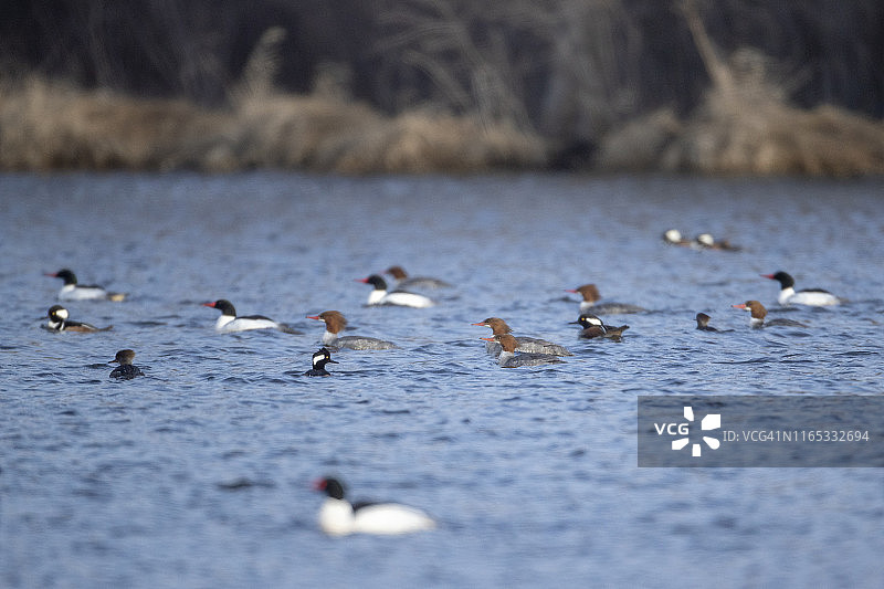 湖面上的普通秋沙鸭和冠秋沙鸭图片素材