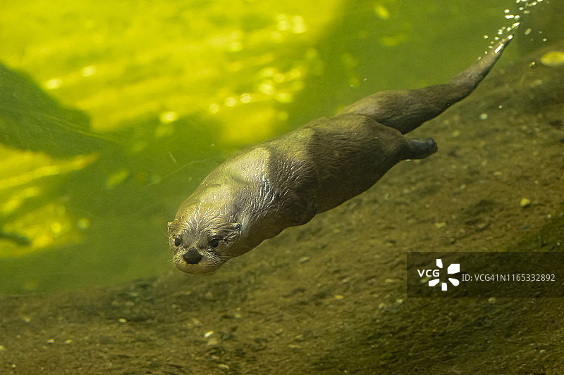 水下游泳的水獭图片素材