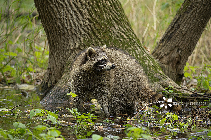 湿地树林中的浣熊图片素材
