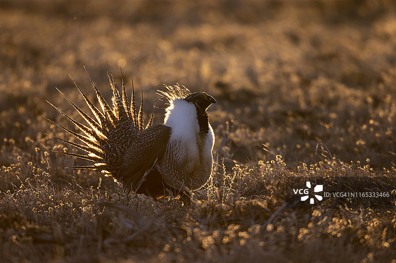 在晨光中求偶的雄性艾草松鸡图片素材