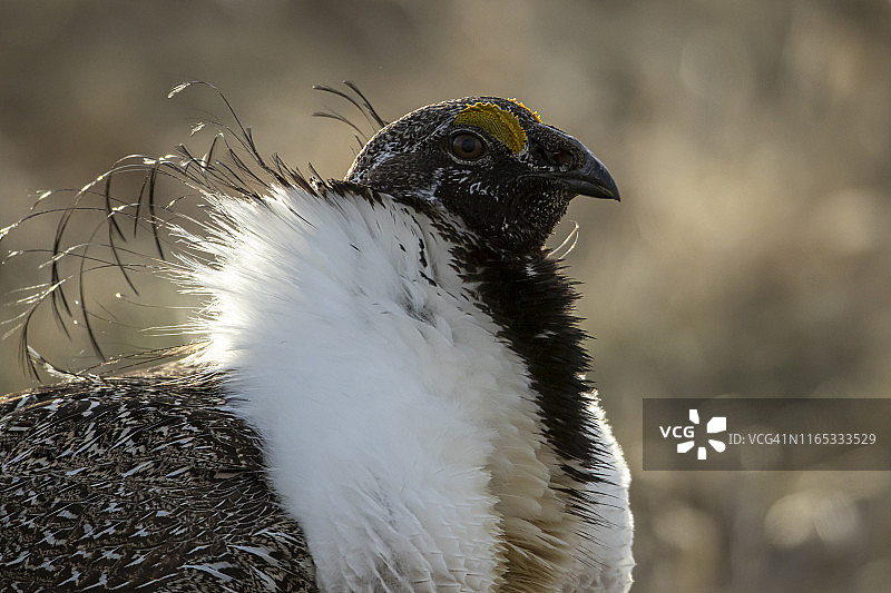 正在求偶的雄性艾草松鸡图片素材