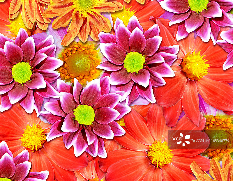 鲜艳的彩色花朵花束图片素材