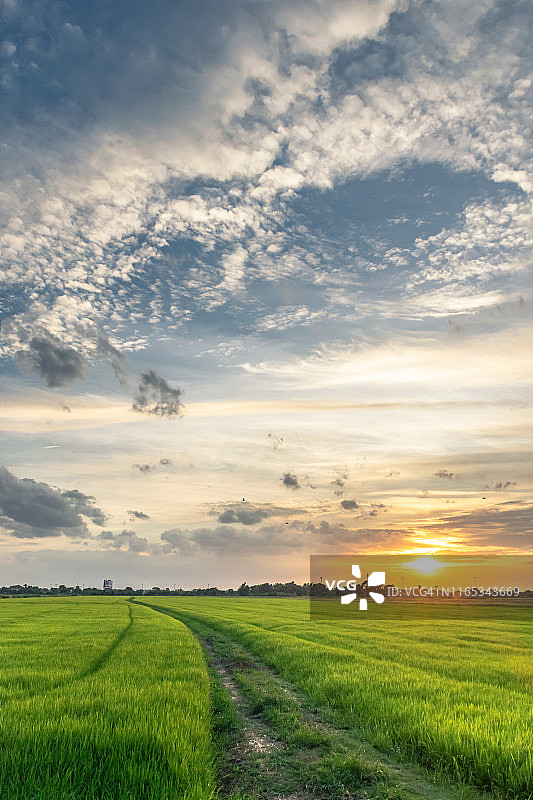 泰国日落时分稻田的田园风光图片素材