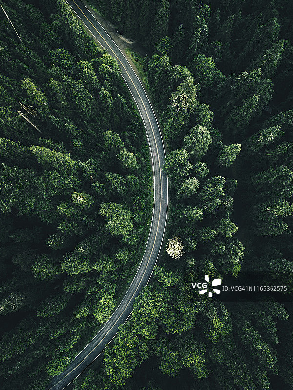 北美森林中的蜿蜒道路图片素材