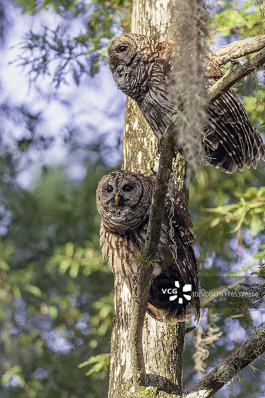 横斑林鸮图片素材