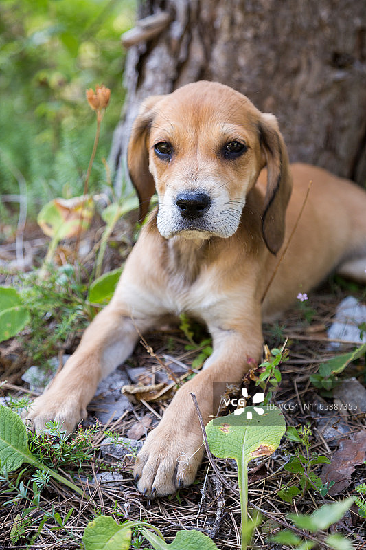 可爱的小寻血猎犬幼崽图片素材