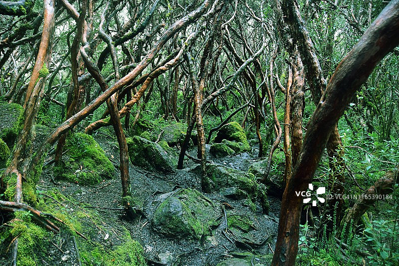 厄瓜多尔卡哈斯国家公园图片素材