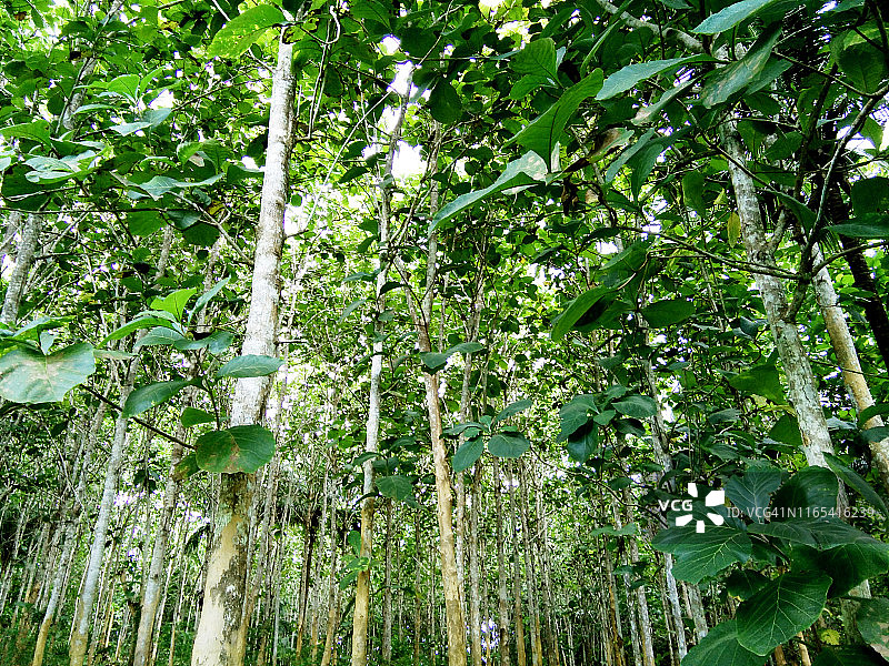 柚木树荫花园图片素材