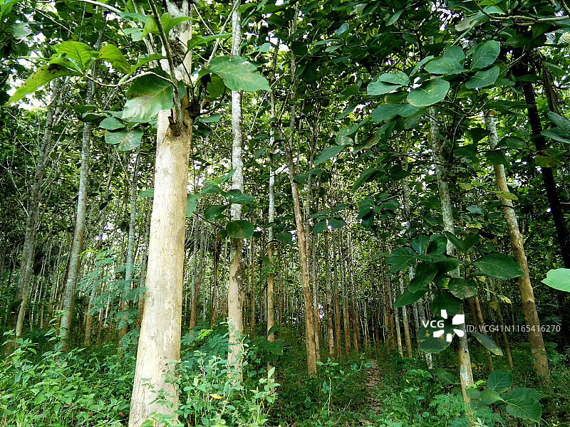 柚木树图片素材