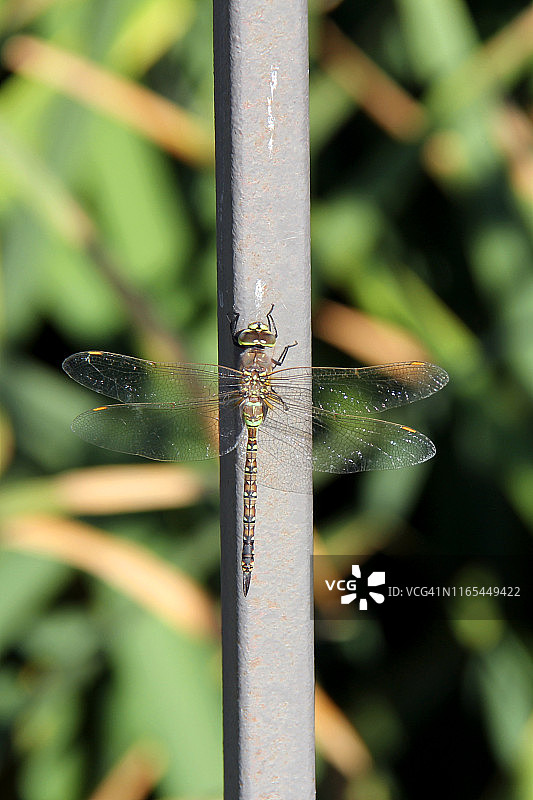 加州雌性蜓图片素材