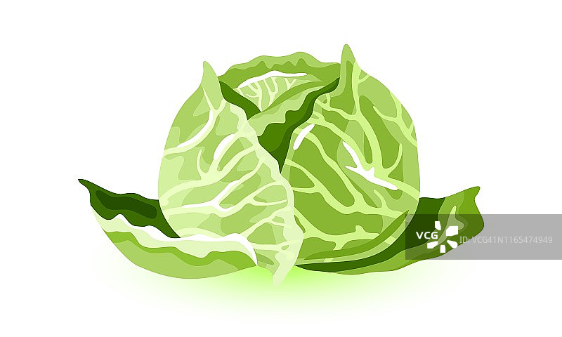 大颗绿色卷心菜图片素材