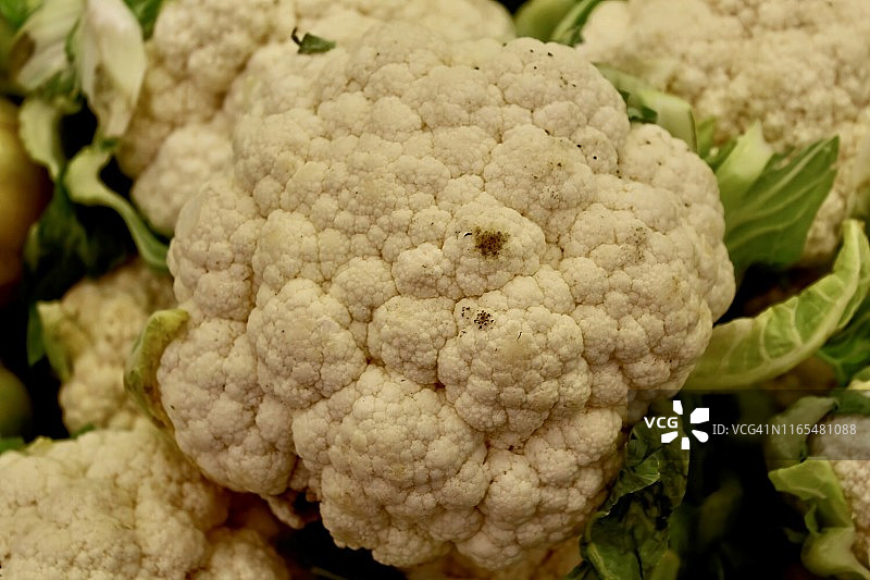 卷心菜照片图片素材