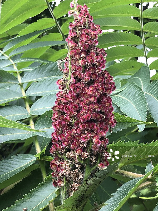 盐麸木花穗图片素材
