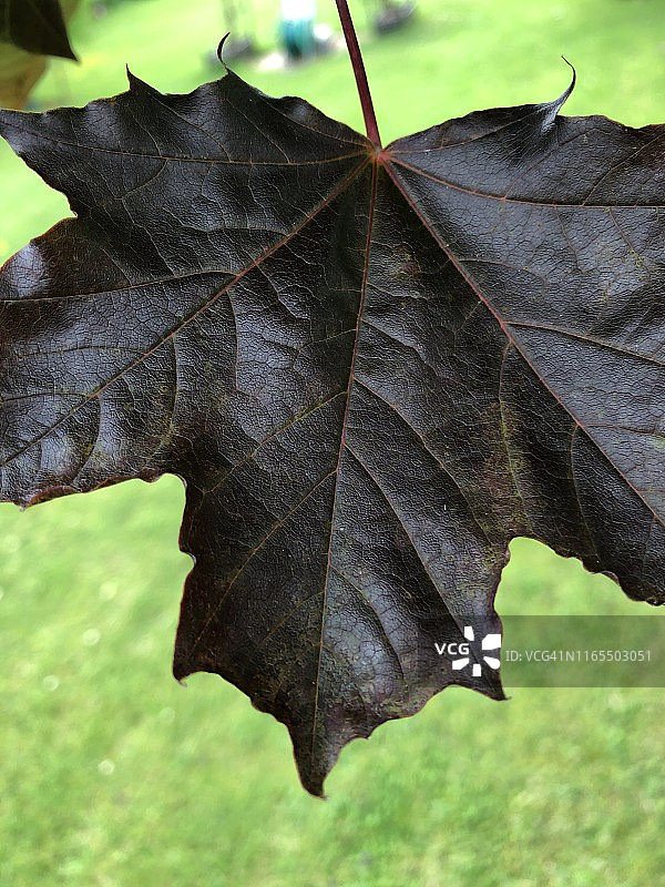 紫色枫叶图片素材