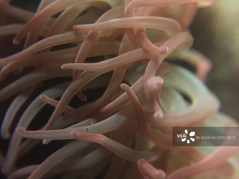 海葵触须图片素材