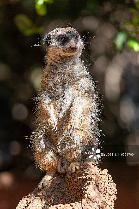 狐獴的特写肖像照片图片素材