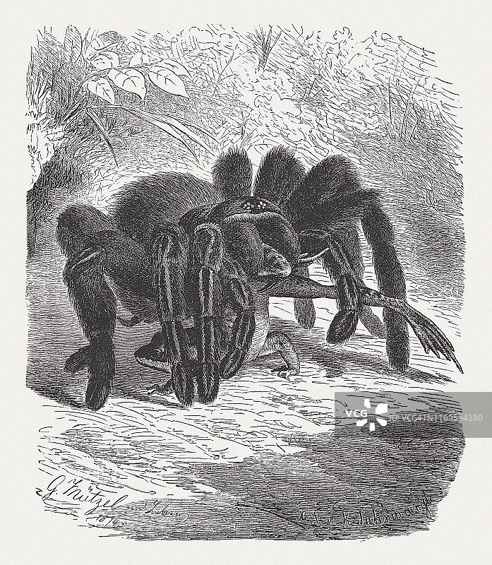 1895年木刻版画：塔兰图拉毒蛛与青蛙图片素材