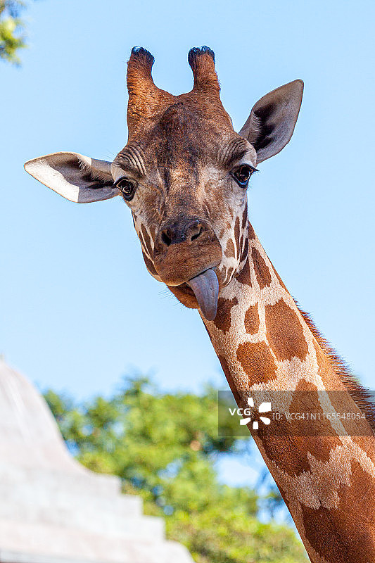 长颈鹿吐舌头的头像图片素材