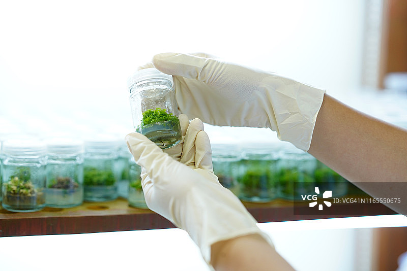 植物科学实验室组织培养图片素材