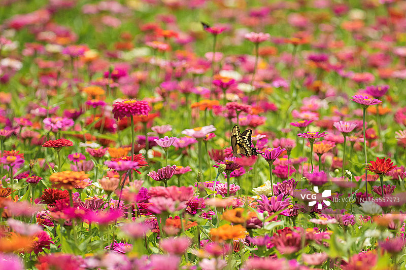 彩色百日草花丛中的燕尾蝶图片素材