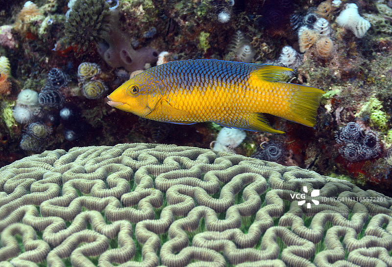 西班牙猪鱼图片素材