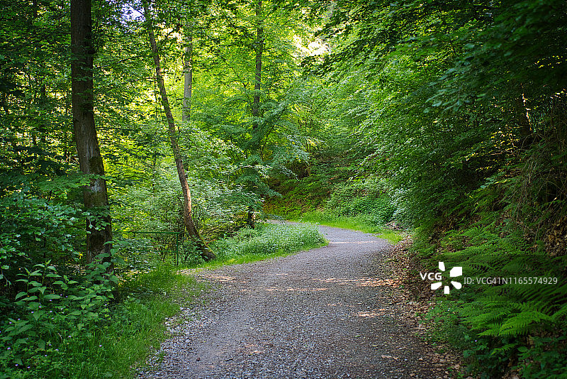 德国北莱茵-威斯特法伦邦黄昏时分的森林小径图片素材