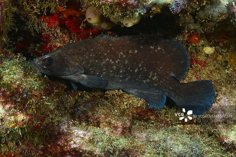 大皂鱼图片素材