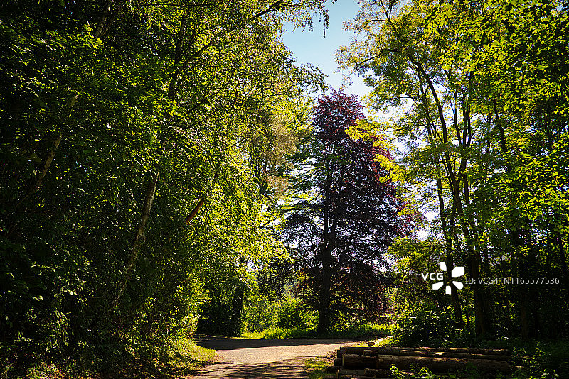 德国北莱茵-威斯特法伦邦黄昏时分的森林小径图片素材