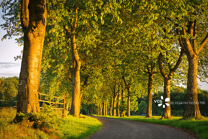 傍晚的林荫道图片素材