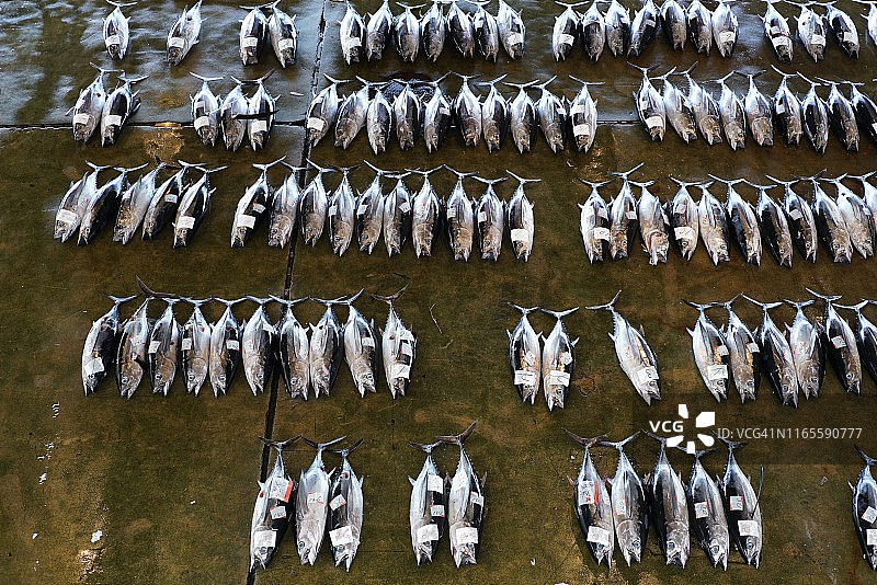 筑地鱼市图片素材
