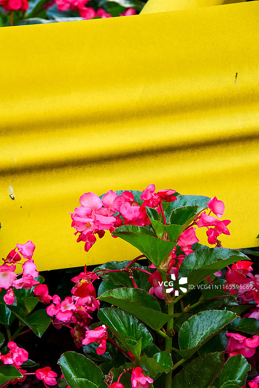 球海棠图片素材