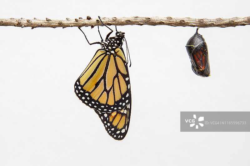 蝴蝶依附在蛹旁的树枝上图片素材