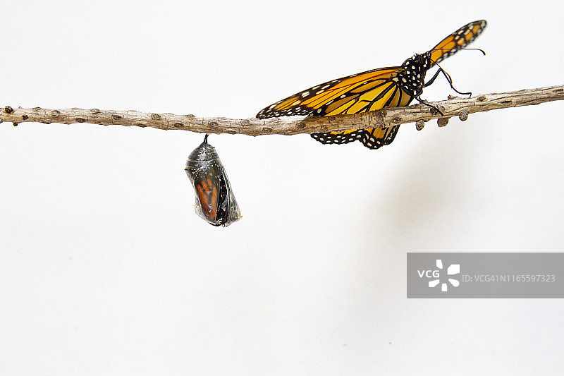 蝴蝶停留在刚孵化的新蝴蝶上图片素材