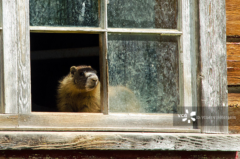 窗户上的土拨鼠图片素材
