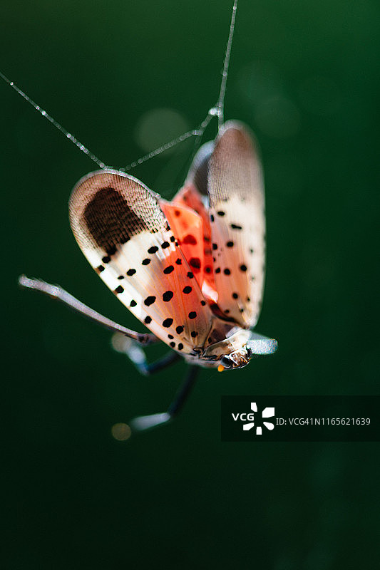被蜘蛛网困住的斑点灯笼蛾图片素材