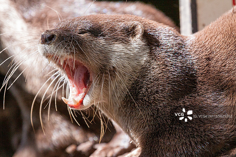 亚洲小爪水獭打呵欠图片素材