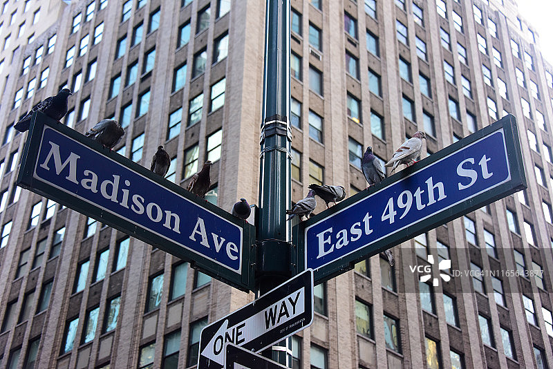 纽约市麦迪逊大道和东49街路牌图片素材